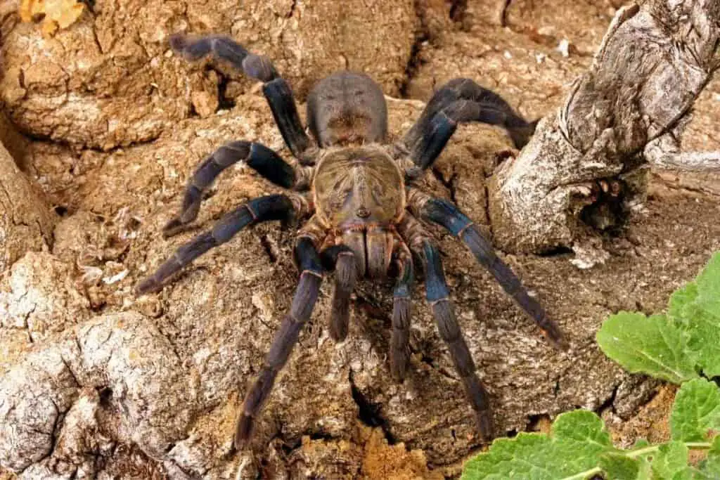 Cobalt blue tarantula pet