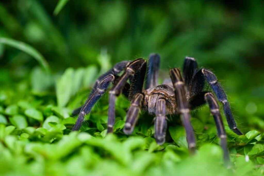 Cobalt Blue Tarantula Health