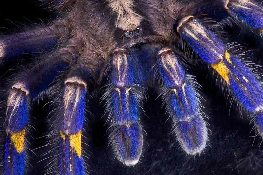 Cobalt Blue Tarantula Housing steps