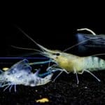 11 Facts About Ghost Shrimp Molting You Should Know