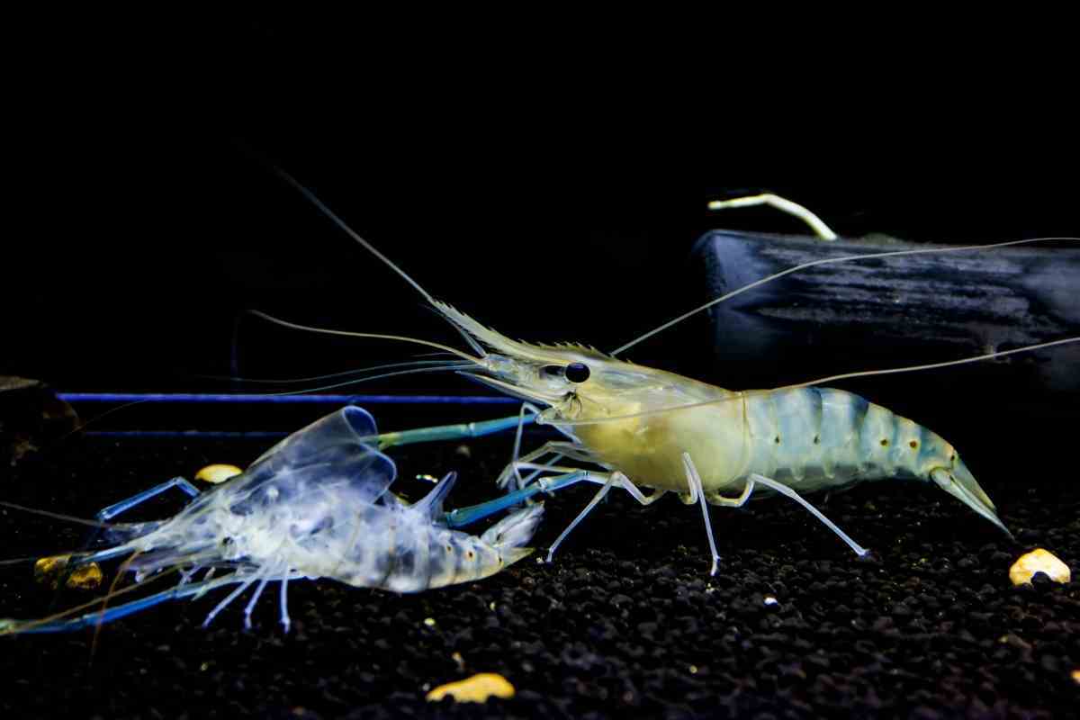 11 Facts About Ghost Shrimp Molting You Should Know