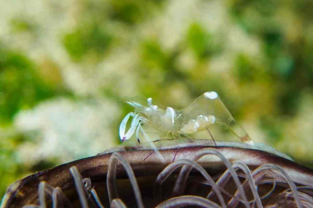 Tiny Ghost shrimp