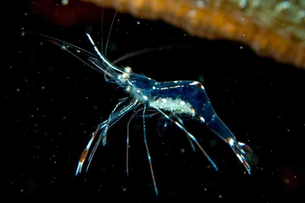 Amano and Ghost Shrimps Habitat