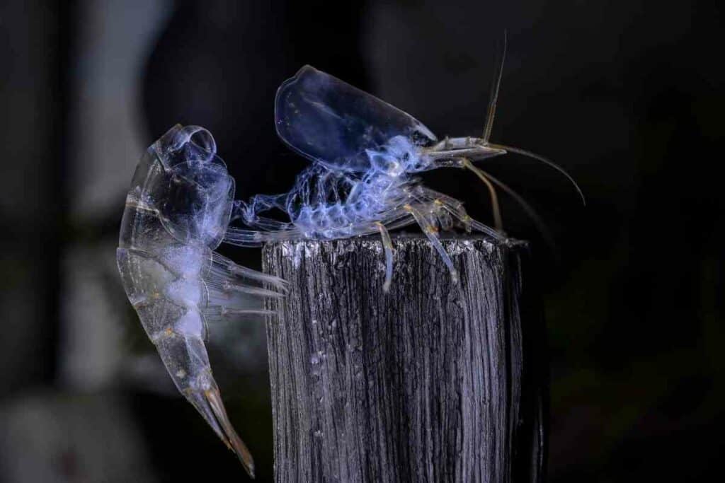 Ghost shrimp molt guide