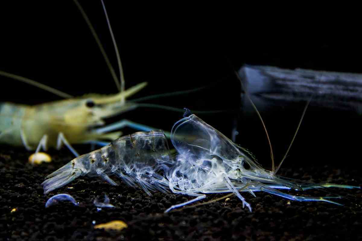 do shrimp molt