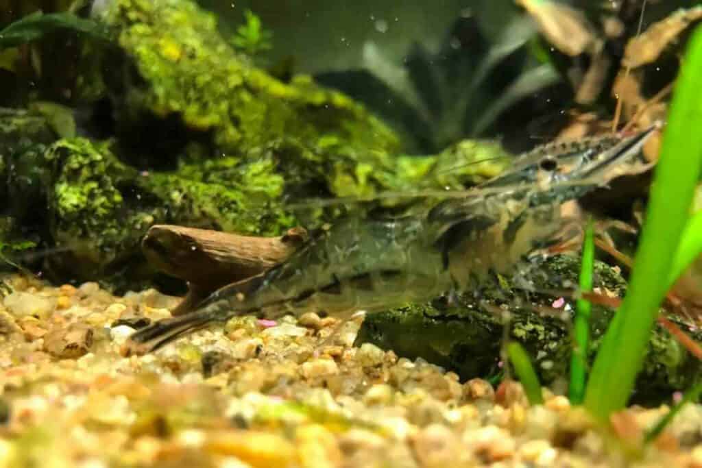 Ghost shrimp facts 