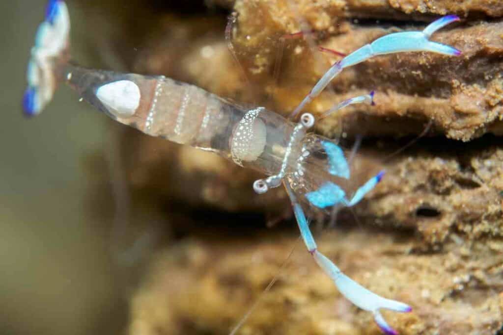 Ghost shrimp molting time