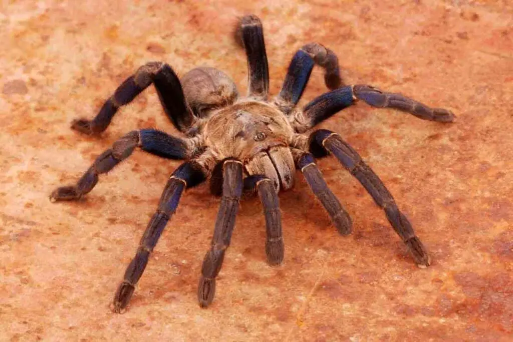 Keeping Cobalt blue tarantula at home