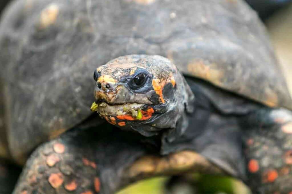 Cost to own a Red-Footed Tortoise