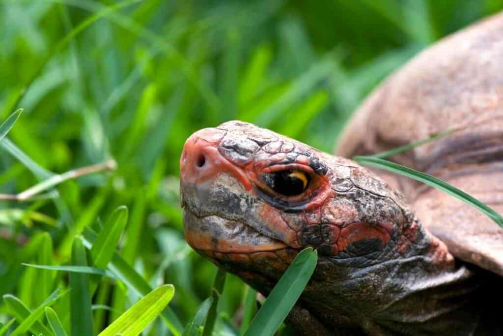 Keeping Red-footed tortoise