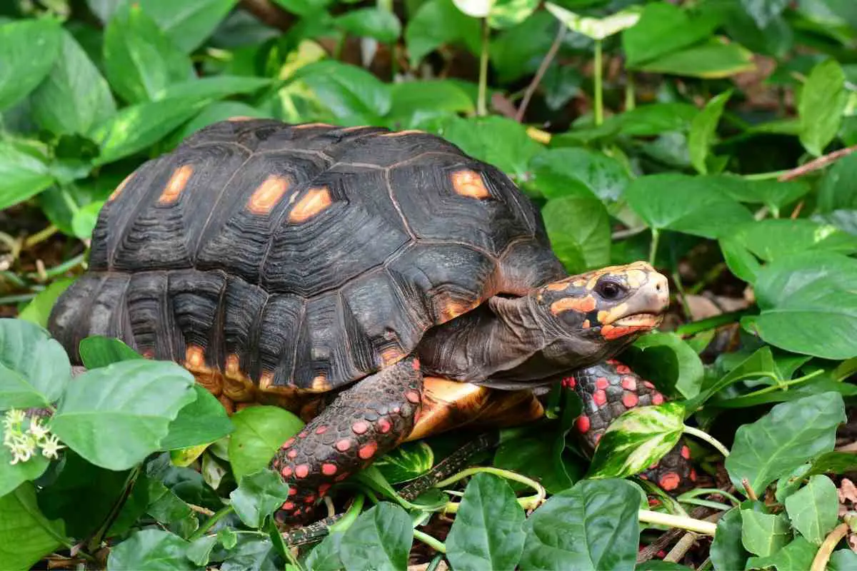 Redfooted Tortoise Price Breakdown (Ownership Costs) Hutch and Cage