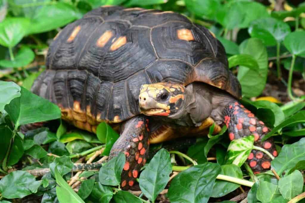 Red-footed tortoise monthly cost list
