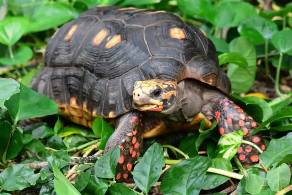 Red-footed tortoise monthly cost list