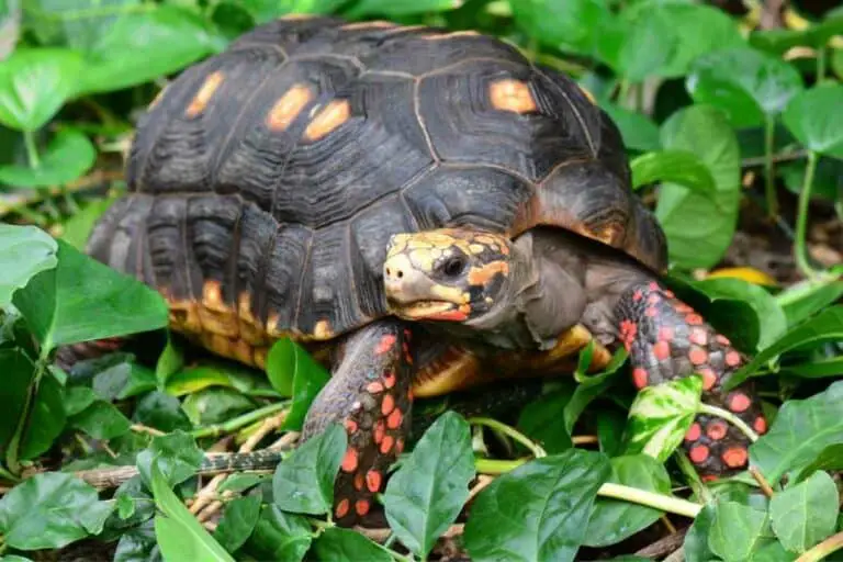 Red-footed Tortoise Price Breakdown (Ownership Costs) | Hutch and Cage