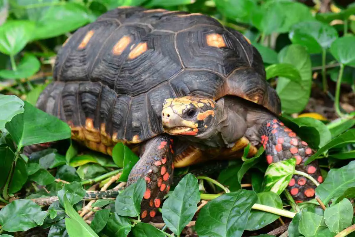 Red-footed Tortoise Price Breakdown (Ownership Costs) | Hutch and Cage