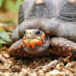 Red-footed Tortoise Price Breakdown (Ownership Costs)