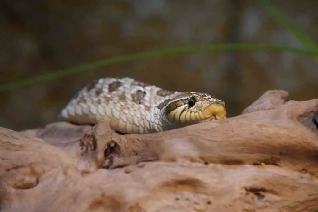 The 21 Western Hognose Morphs You Should Know 4
