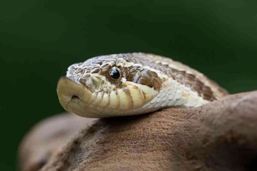 The 21 Western Hognose Morphs You Should Know