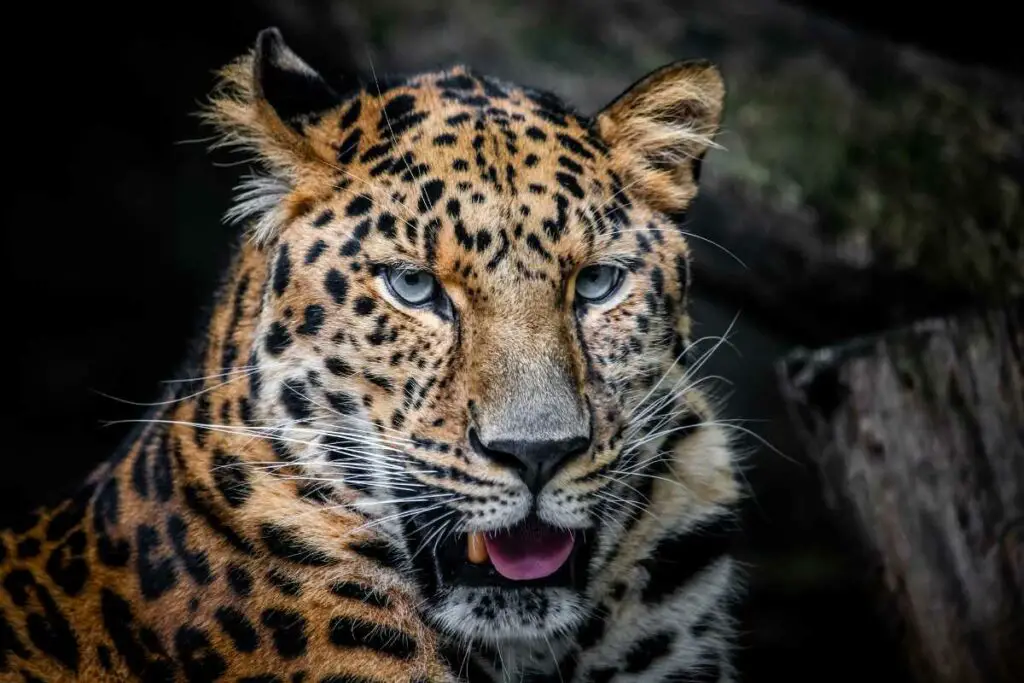 Amur Leopard in the wild
