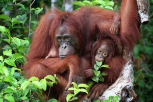 orangutan in the wild