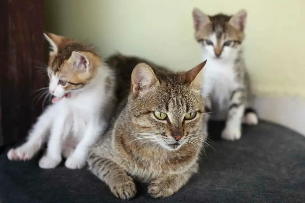 Can Kittens Stay With Their Mother Forever? 1
