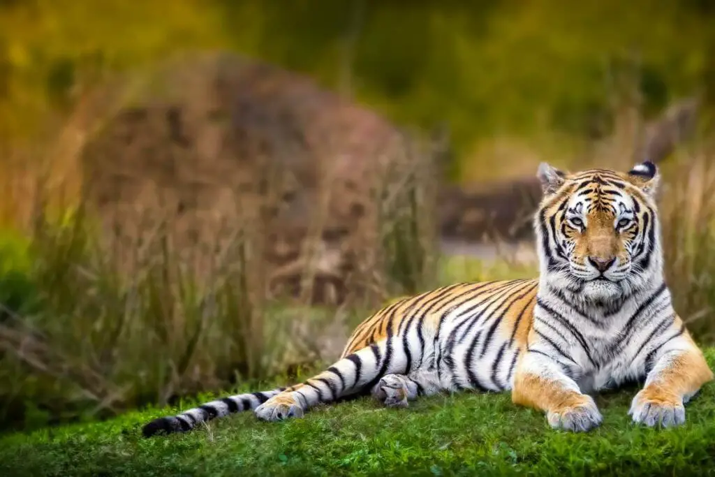 Bengal Tiger in the wild