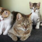 Can Kittens Stay With Their Mother Forever?