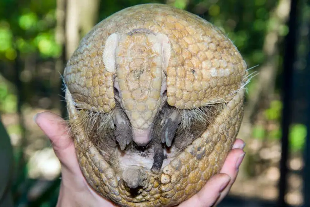 Do Armadillos Lay Eggs? 6