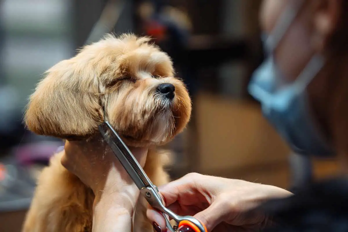 What’s the Difference Between a Teddy Bear Cut and a Puppy Cut?