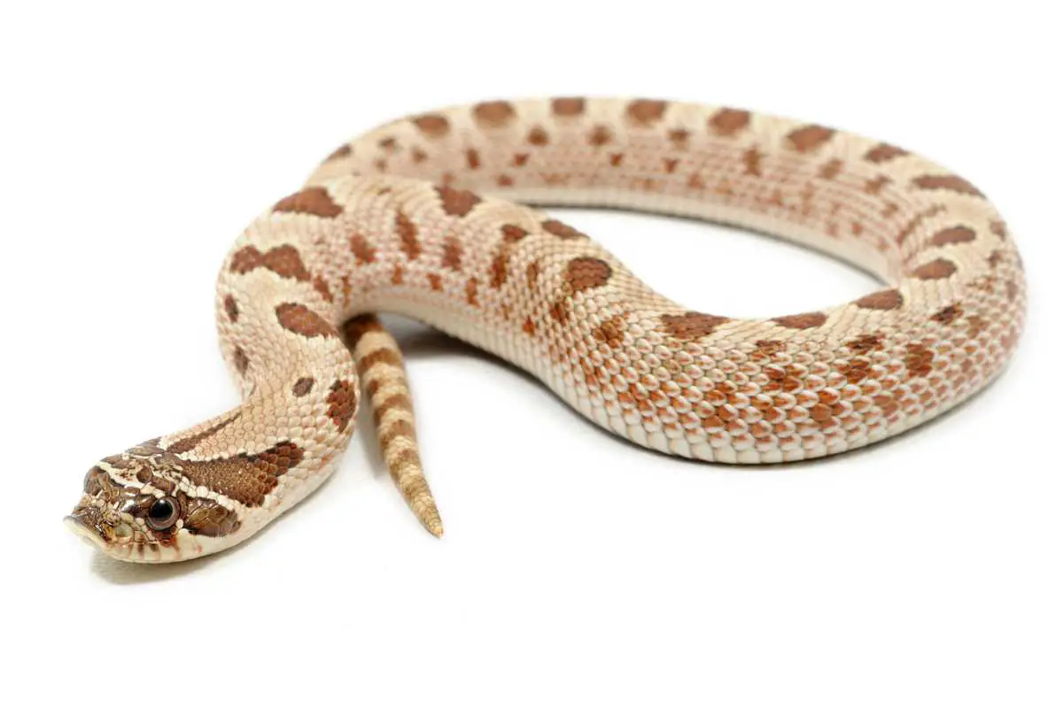 Are Hognose Snakes Venomous? (Don’t Get This Wrong!)