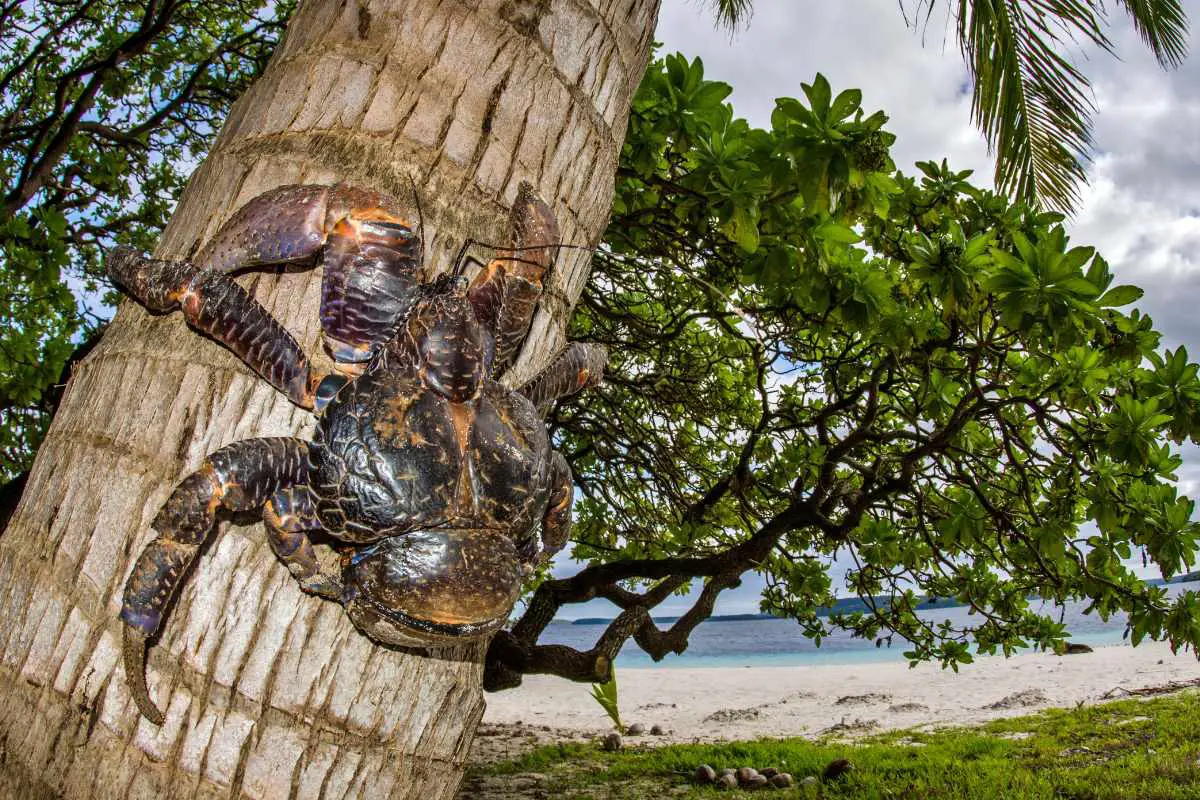 Can You Eat Coconut Crabs?
