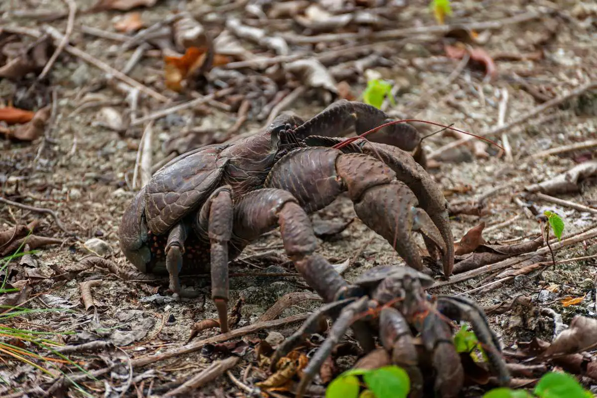 Can You Eat Coconut Crabs Hutch And Cage