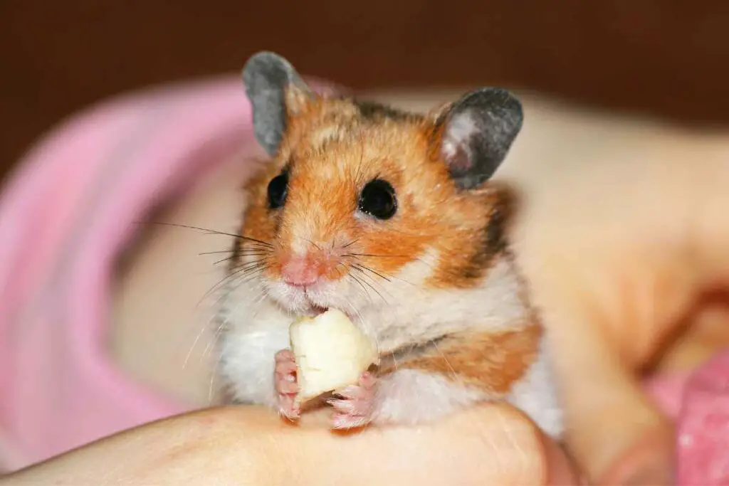 hamsters eating