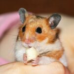 Can Hamsters Eat Guinea Pig Food? Is It Healthy and Safe?