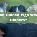 Can Guinea Pigs Wear Diapers? (Is It Cruel?)