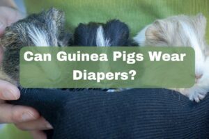 Can Guinea Pigs Wear Diapers? (Is It Cruel?) 1