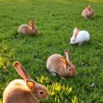 Are Rabbits Bad For Your Lawn