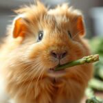 Can Guinea Pigs Eat Asparagus?