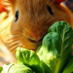 Can Guinea Pigs Eat Brussel Sprouts?