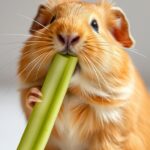 Can Guinea Pigs Eat Celery Sticks?