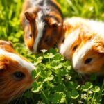 Can Guinea Pigs Eat Clover?