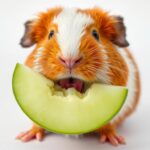 Can Guinea Pigs Eat Honeydew?