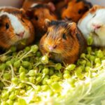 Can Guinea Pigs Eat Sprouts?