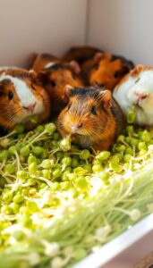 Can Guinea Pigs Eat Sprouts?