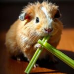 Do Guinea Pigs Eat Celery?