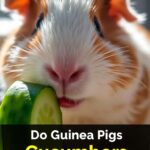 Do Guinea Pigs Eat Cucumbers?