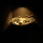 Do Guinea Pigs Like The Dark?