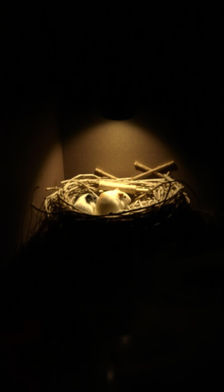 Do Guinea Pigs Like The Dark?
