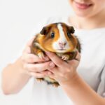 How To Pick Up A Guinea Pig?