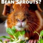 Can Guinea Pigs Eat Bean Sprouts?